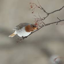 Wild Bird Sapporo Hokkaido Natureza Belas Imagens Animacao