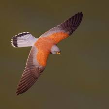 Lesser Kestrel Kucuk Kerkenez Wildplanet Bird Brillance Eye Spy Birds Kings Birds Nuts About Birds Planetbirds Pocket Birds Of Prey Bird Lovers Birds