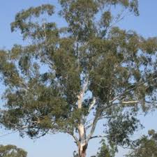 Image result for Eucalyptus botryoides