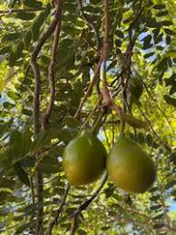 Image result for Cordyla