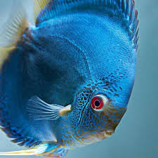Pin On Betta Fish