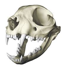 There is no better way to study the anatomy of bos taurus,the domestic cow, then with this genuine cow skull. Cranial Anatomy Of The Domestic Cat Felis Sylvestris Philadelphia Archaeological Forum
