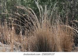 Image result for Hyparrhenia newtonii