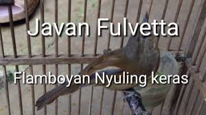 Pegang anak bebek menggunakan tangan kiri dengan posisi punggung dibawah, kemudian periksa. Kicau Merdu Burung Flamboyan By Anna Maecolling