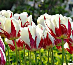 Tulip World Expression Single Late Tulip Variety 24 Tall Perennial White Flower Farm White Flower Farm Flowers Tulips