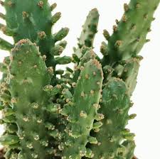 Image result for Opuntia monacantha