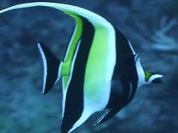 Book sailing trips, scuba dive expeditions, snorkel tours, island tours, scenic flights and more. Great Barrier Reef 2015 Train D R Iver