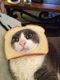 Breaded Cats Cat Breading Breading Cats Cats Cute Cats Cats And Kittens
