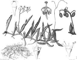 Image result for Cyphostemma omburense