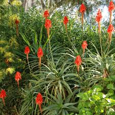 Image result for Aloe arborescens
