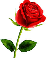 Flores In 2020 Flower Images Love Rose Flower Flower Images Hd