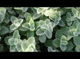 الفرق بين الزعتر البري والزعتر العادي Youtube