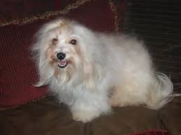 Over the years, our home in spring, texas has seen many dogs, both large and small. Kase Havanese Butterscotch Kase Havanese