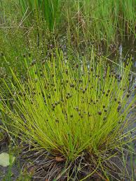 Image result for Eleocharis retroflexa