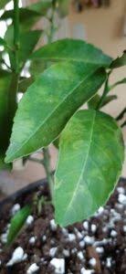 Nurturing your own meyer lemon tree is quite an enjoyable experience with many benefits. Lemon Tree Leaf Issues Toronto Master Gardeners