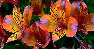 Pin On Flowers