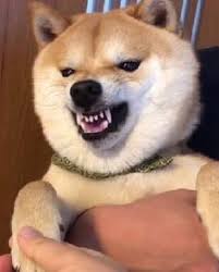 Anjing ini awalnya dikembangbiakkan untuk berburu hewan liar (seperti babi hutan) di area pegunungan. 49 Ide Tentang Obit Di 2021 Anjing Lucu Hewan