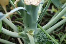 This hardy winter vegetable produces good yields of tasty purple heads (turning green when cooked) which can be harvested transplant to their final positions around 5 weeks later when the seedlings have four or five leaves. How To Harvest Eat Your Broccoli Leaves Recipe Garden Mentors