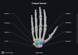 Image result for Trapezoid Bone