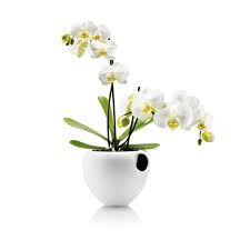 It is suitable for home furnishing decoration, office, shopping malls, home gardening, garden nursery production, hotel and so on. Self Watering Pots Find A Great Selection Online At Eva Solo