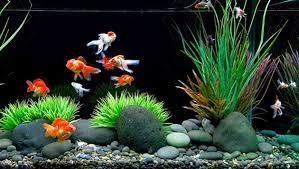 10 tips to preserve and maintain goldfish in the aquarium 10 tips cara memelihara dan merawat ikan. Tips Cara Memelihara Ikan Mas Koki Di Akuarium Bulat Budidaya Ikan Mas Koki