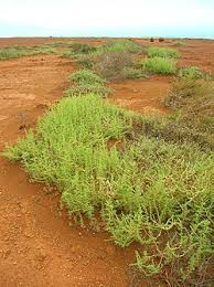 Image result for Salsola