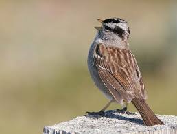 Image result for Vepris sansibarensis