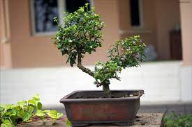 Comment s'occuper d'un bonsaï ? Les Bases Du Bonsai Pour Debutant Conseils Pour Debuter Maitre Bonsai