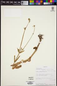 Image result for Kalanchoe latisepala