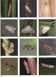 Image result for Pyralis lienigialis