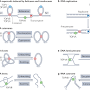 DNA topoisomerase from www.nature.com