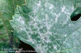 Learn about the best homemade and organic remedies on gardener's path. Powdery Mildew Can Ruin Grapes The Stanislaus Sprout Anr Blogs