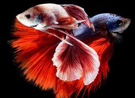 Begitu pun dengan ikan hias air tawar, setelah ditangkap maka harus selalu dicelupkan dalam air harga dari jenis ikan hias yang terlampau mahal inilah yang terkadang justru menjadi penyebab. Jenis Ikan Hias Air Tawar Terlengkap Yang Mudah Dipelihara