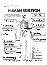 Find printables and coloring pages to help your children learn all kind of things : Freey Coloring Pages Muscles Muscular System For Kids Bones Clip Art Dialogueeurope