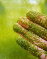 Image result for Wolffia