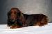 Miniature Red Long Haired Dachshund