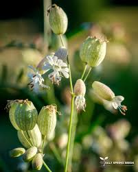 Image result for Silene kiwuensis