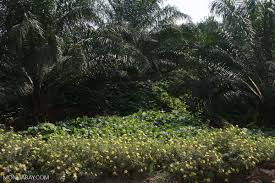 Palm plantations of australia is a world leader in the establishment and management of sustainable high yielding oil palm plantations. Nitrogen Fixing Cover Crop And Integrated Pest Management Friendly Flowers In An Oil Palm Plantation