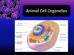 Check spelling or type a new query. Cell Theory Cells Were Discovered By Robert Hooke In Ppt Download