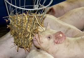 Schweinehalter reden Klartext :: Landesbauernverband in Baden-Württemberg  e.V.