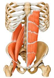 Yoganatomy Your Core Muscles Deeper Than You Think Yoga Anatomy Muscle Anatomy Core Muscles