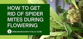 Maybe you would like to learn more about one of these? Cannabis Growing How To Get Rid Of Spider Mites During Flowering Urbanorganicyield Com
