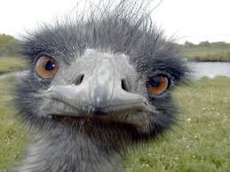 Bird That Looks Like An Ostrich What Does An Emu Doing The Tango Look Like Video Funny Animal Faces Wild Animals Pictures Animal Faces