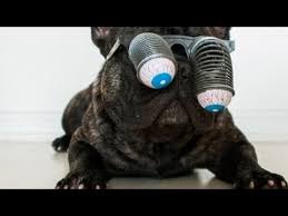 Smart means different things to different people. Top 10 Smart French Bulldogs Youtube