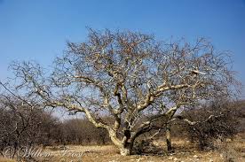 Image result for Commiphora tenuipetiolata