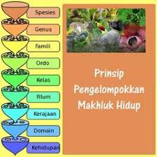 Ilmu yang mempelajari klasifikasi makhluh hidup disebt â€¦. Prinsip Pengelompokan Makhluk Hidup Pada Ilmu Biologi