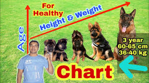 According to our german shepherd puppy feeding chart, your pup needs 5% of fat in their diet for healthy skin and coat. German Shepherd Height And Weight Chart Youtube