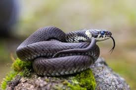 A forked tongue is a tongue split into two distinct tines at the tip; Snake Tongue Stock Photos And Images 123rf