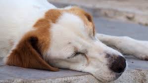 Das Cushing Syndrom Bei Hunden Ndr De Ratgeber Verbraucher
