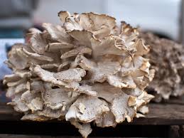 MycoD2 Maitake mushroom